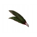 Cordyline Leaves - Red Sister Ti